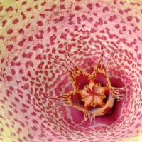 Tavaresia 'Meintjesii' (1haste enraizada) - Foto 2