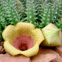 Tavaresia 'Meintjesii' (1haste enraizada) - Foto 3
