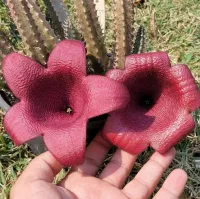 Tavaresia barklyi híbrida (1 haste enraizada)