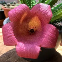 Tavaresia barklyi híbrida (1 haste enraizada) - Foto 2