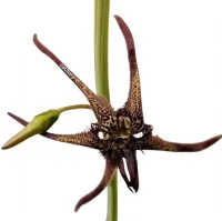 Caralluma arachnoidea (1 haste enraizada)