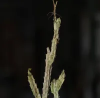 Caralluma arachnoidea (1 haste enraizada) - Foto 2