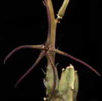 Caralluma arachnoidea (1 haste enraizada) - Foto 3