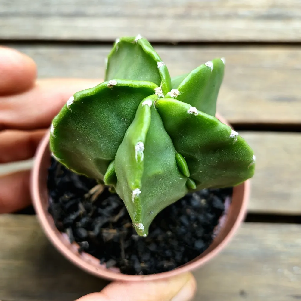 Astrophytum nudum mutação (único- vaso7)