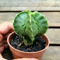 Astrophytum nudum mutação (único- vaso7) - Foto 2