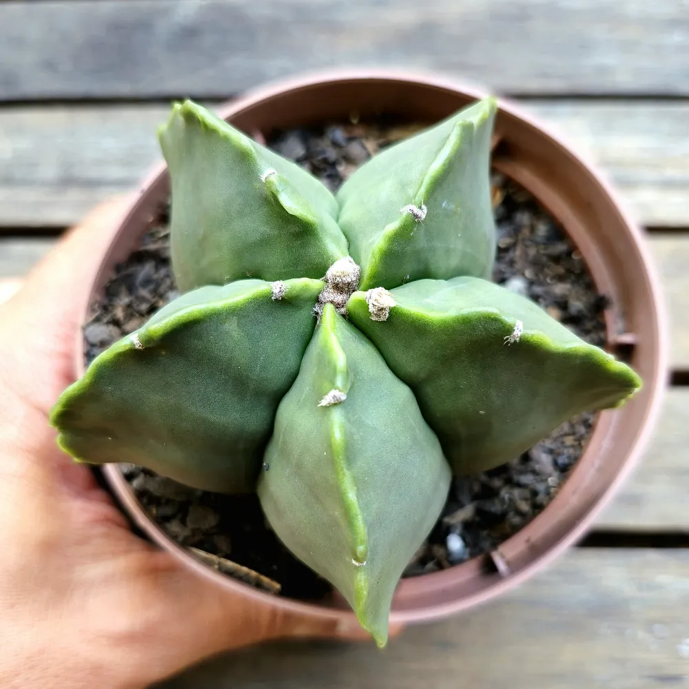 Astrophytum nudum G (cuia13)