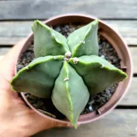 Astrophytum nudum G (cuia13)