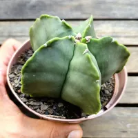 Astrophytum nudum G (cuia13) - Foto 2