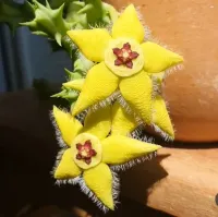 Orbea semota var. lutea (vaso9) - Foto 3