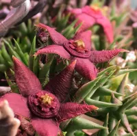 Orbea semota subsp. orientalis (vaso11) - Foto 3