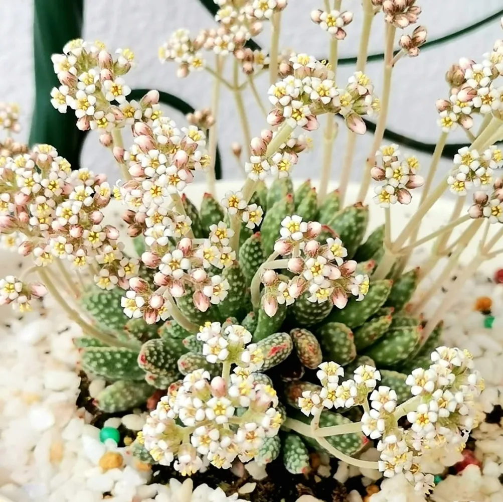 Crassula ausensis titanopsis (vaso7)