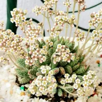 Crassula ausensis titanopsis (vaso7)