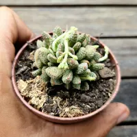 Crassula ausensis titanopsis (vaso7) - Foto 2