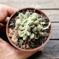Crassula ausensis titanopsis (vaso7) - Foto 3
