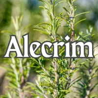 Alecrim