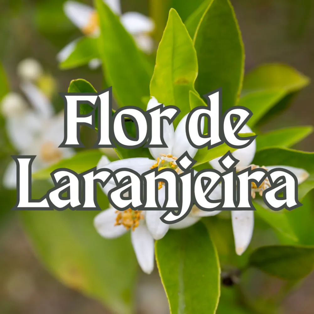 Flor de Laranjeira Imagem