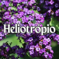 Heliotrópio 
