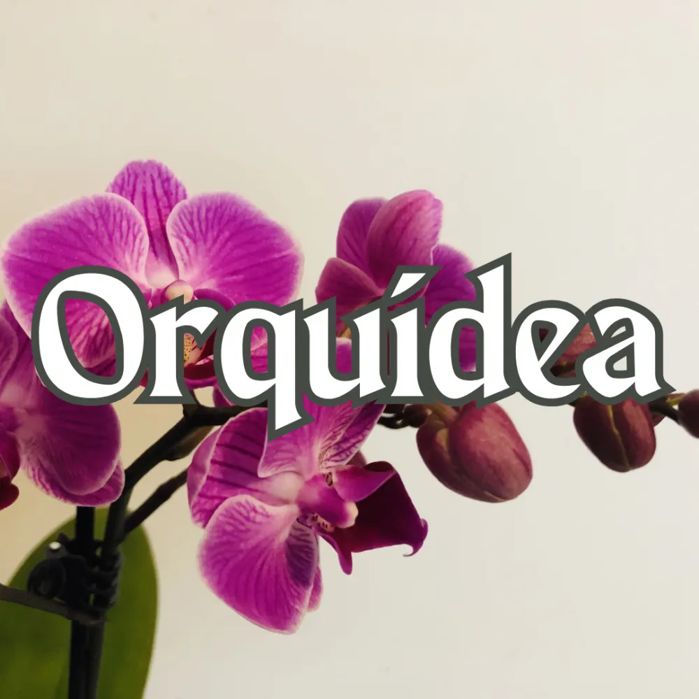 Orquídea Imagem
