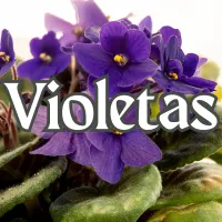 Violetas