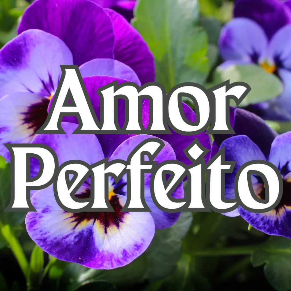 Amor Perfeito Imagem
