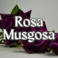 Rosa Musgosa