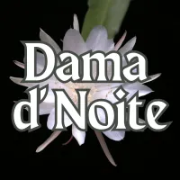 Dama d' Noite