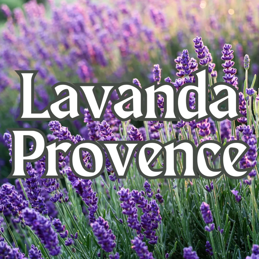 Lavanda Provence