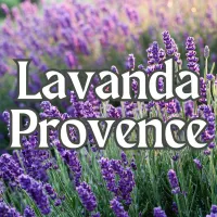 Lavanda Provence