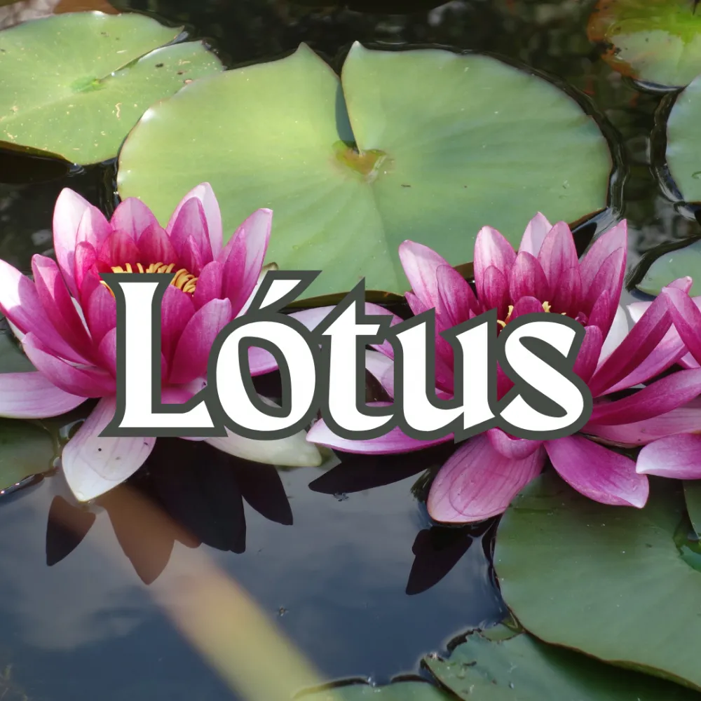 Lotus