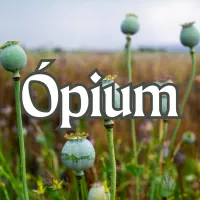 Ópium