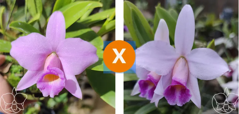 Laelia  Praestans [concolor x Rosea ( Delicata x amesiana)] Imagem