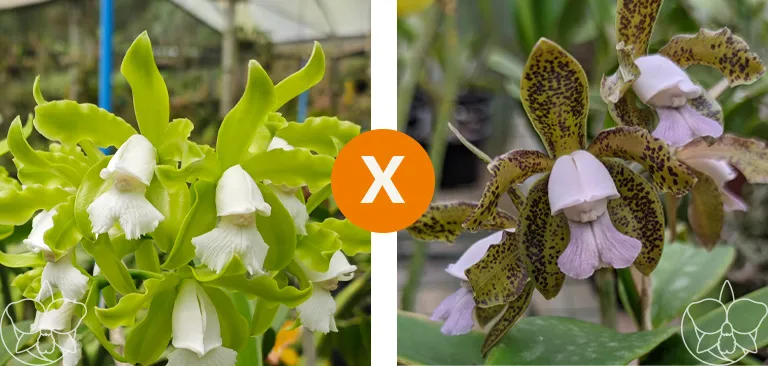 Cattleya tigrina [Alba x (Coerulea 