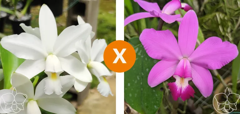 Cattleya Violacea [Alba x Tipo ( alba x tipo)] Imagem