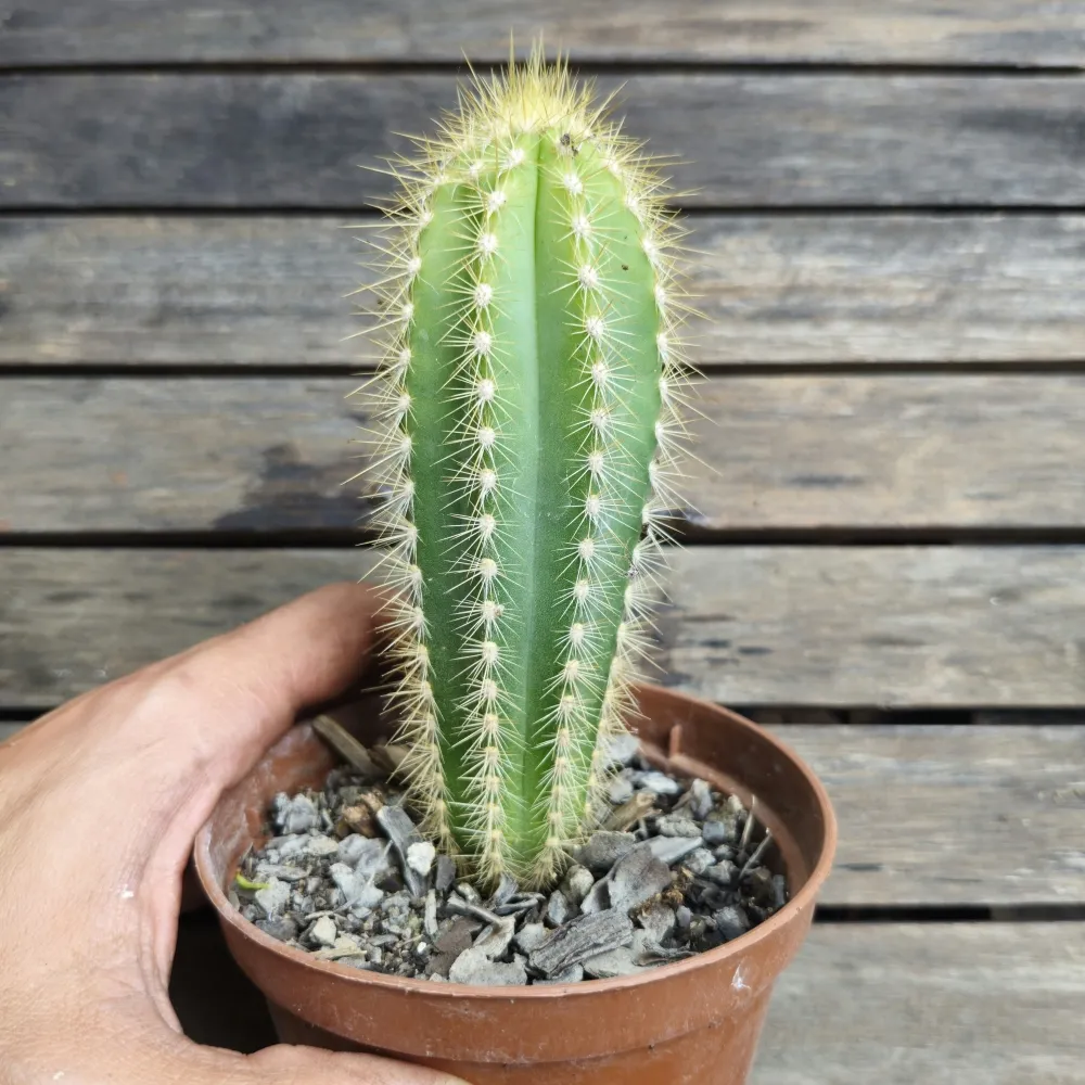 Pilosocereus pachycladus (vaso11)