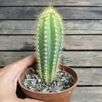 Pilosocereus pachycladus (vaso11)