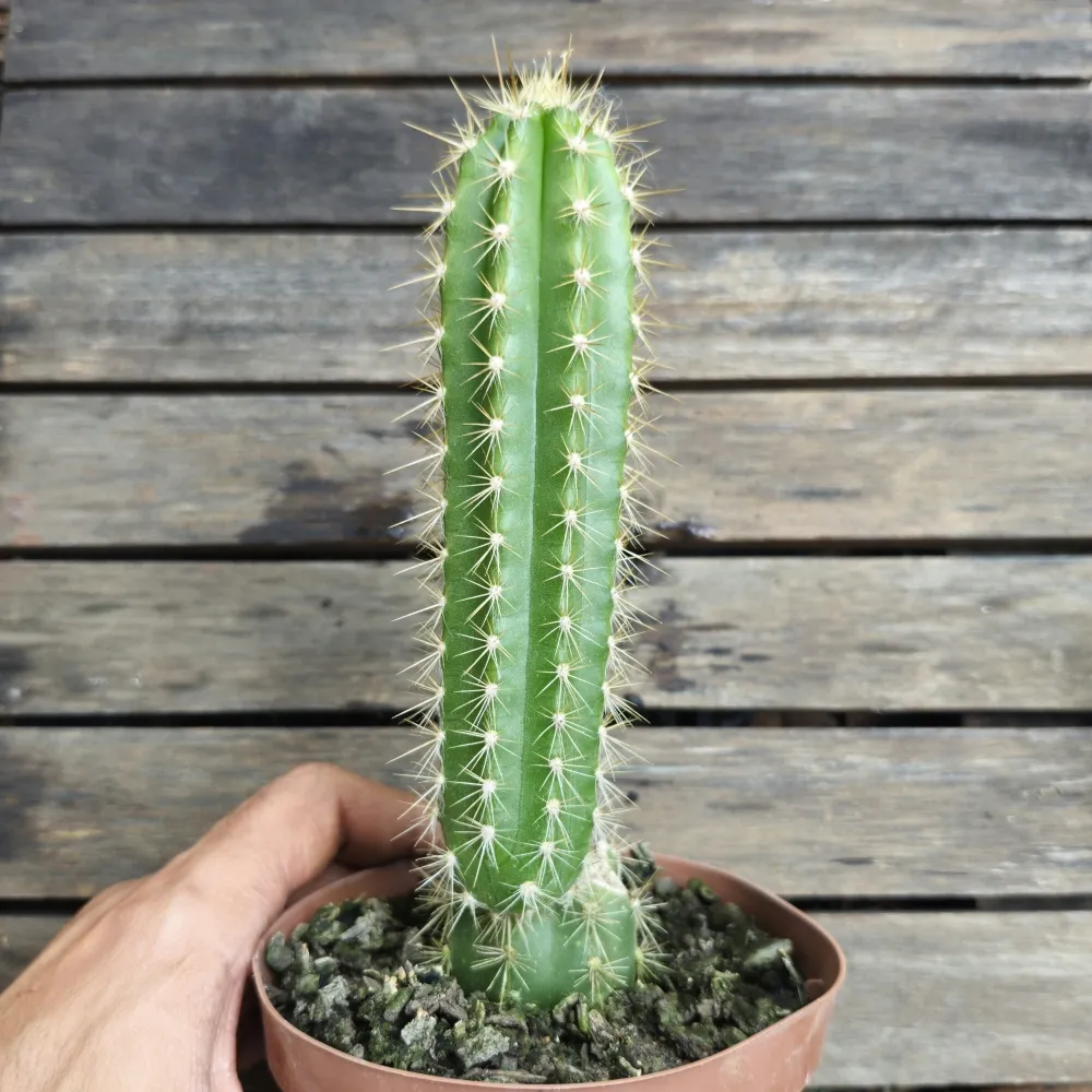 Trichocereus sp.