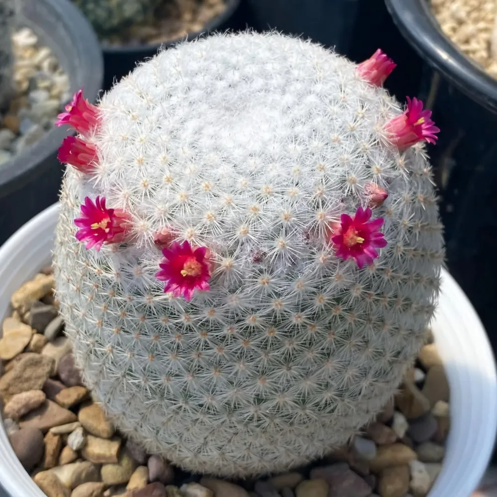 Mammillaria albilanata (vaso11)