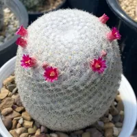 Mammillaria albilanata (vaso11)