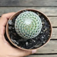 Mammillaria albilanata (vaso11) - Foto 2