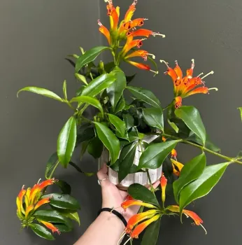 Columeia Dragão (Aeschynanthus 