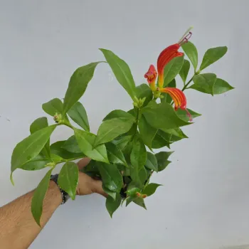 Columeia Dragão (Aeschynanthus 'Speciosus' - vaso11) - Foto 2