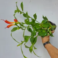 Columeia Dragão (Aeschynanthus 'Speciosus' - vaso11) - Foto 3