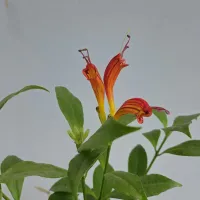Columeia Dragão (Aeschynanthus 'Speciosus' - vaso11) - Foto 4