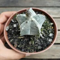 Astrophytum myriostigma pentacostatum (vaso11) - Foto 2