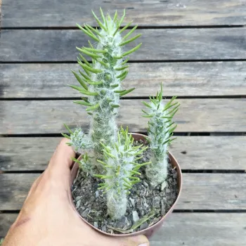 Austrocylindropuntia vestita (3 mudas - vaso11) - Foto 2