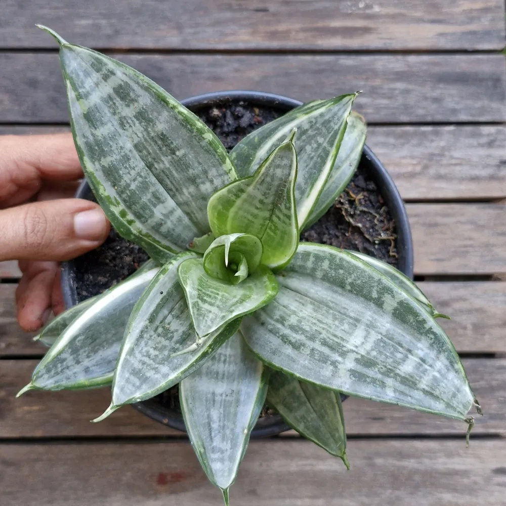 Sansevieria trifasciata 