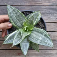 Sansevieria trifasciata ' Silver Frost' (vaso15)