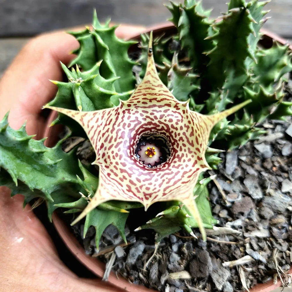 Huernia guttata x Huernia zebrina (vaso11)
