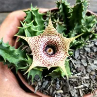 Huernia guttata x Huernia zebrina (vaso11)