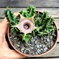 Huernia guttata x Huernia zebrina (vaso11) - Foto 2